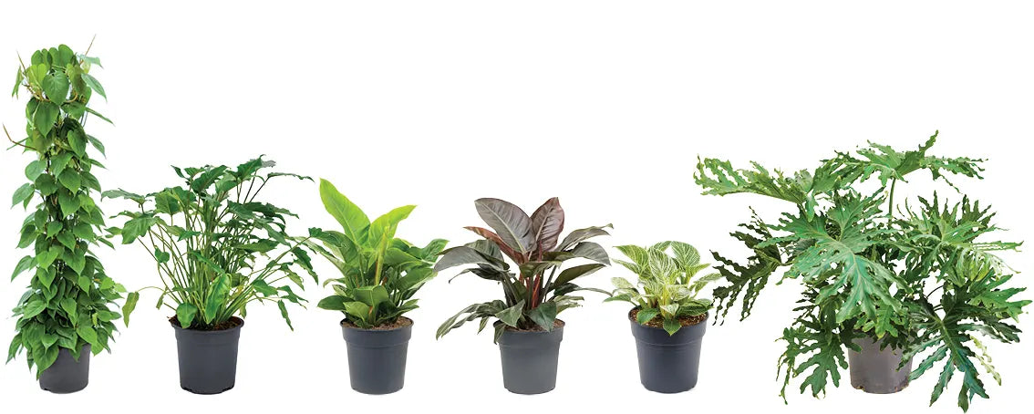 Houseplants 101: A Comprehensive Guide how you take care of the Philod -  Cambridge Bee
