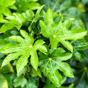 Fatsia Japonica Outdoor Large Castor Oil Plant Hardy Perennial Shrubs Tall Garden Plants Evergreen Foliage Ready to Plant for Pots 1 x 12cmpot - Cambridge Bee