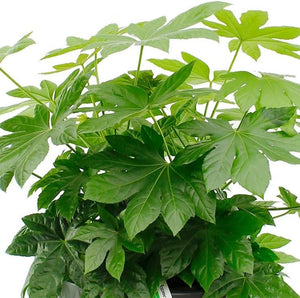 Fatsia Japonica Outdoor Large Castor Oil Plant Hardy Perennial Shrubs Tall Garden Plants Evergreen Foliage Ready to Plant for Pots 1 x 12cmpot - Cambridge Bee