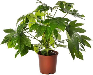 Fatsia Japonica Outdoor Large Castor Oil Plant Hardy Perennial Shrubs Tall Garden Plants Evergreen Foliage Ready to Plant for Pots 1 x 12cmpot - Cambridge Bee