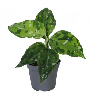 Rare Aglaonema pictus tricolor Chinese evergreen Indoor plant in 6 cm pot - Cambridge Bee