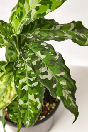 Rare Aglaonema pictus tricolor Chinese evergreen Indoor plant in 6 cm pot - Cambridge Bee