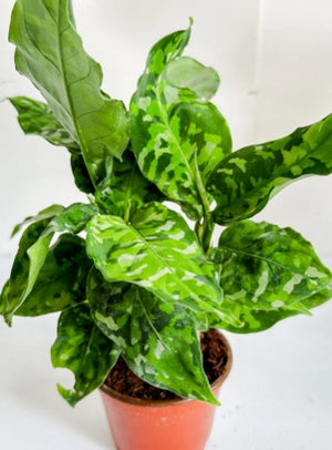 Rare Aglaonema pictus tricolor Chinese evergreen Indoor plant in 6 cm pot - Cambridge Bee