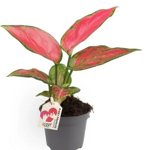 Rare Aglaonema Pink - Chinese Evergreen in 6 cm pot - Cambridge Bee