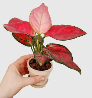 Rare Aglaonema Pink - Chinese Evergreen in 6 cm pot - Cambridge Bee