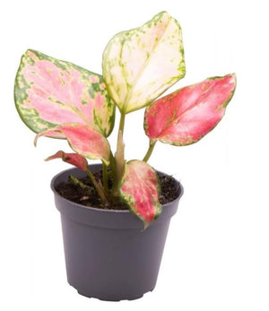 Rare Aglaonema Red Zirkon - Chinese Evergreen in 6 cm pot - Cambridge Bee