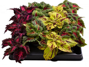 3X mix colours Coleus plants in 6cm pots - Cambridge Bee