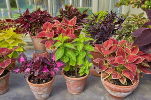 3X mix colours Coleus plants in 6cm pots - Cambridge Bee