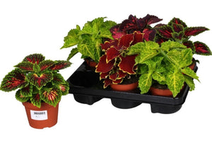 3X mix colours Coleus plants in 6cm pots - Cambridge Bee