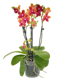 Scented Phalaenopsis Orchid Plant Bolgheri 2br - Orange Blooms in 12 cm Pot 45 cm Height - Cambridge Bee