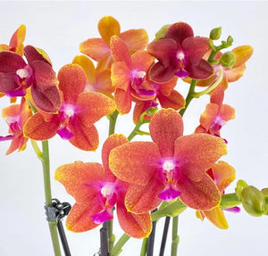 Scented Phalaenopsis Orchid Plant Bolgheri 2br - Orange Blooms in 12 cm Pot 45 cm Height - Cambridge Bee