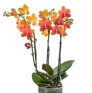 Phalaenopsis Orchid Plant - Orange Blooms Variety Paprika SPECTACULAR BLOOMS - Real Live in 12 cm Pot - Cambridge Bee