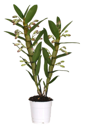 Dendrobium  Nobile Sunny  Eye Orchid Plant in 12 cm pot 65 cm height - Cambridge Bee