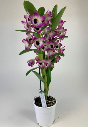 Dendrobium  Nobile Sunny  Eye Orchid Plant in 12 cm pot 65 cm height - Cambridge Bee