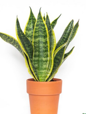 Sansevieria Laurentii Snake plant in 11 cm pot - Cambridge Bee