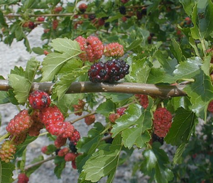 Mulberry bush Morus Alba - variety Giant Fruit - in 15cm pot - 45-50cm height - Cambridge Bee