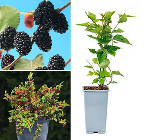 Mulberry bush Morus Mojo - variety Giant Fruit - in 15cm pot - 45-50cm height (Copy) - Cambridge Bee