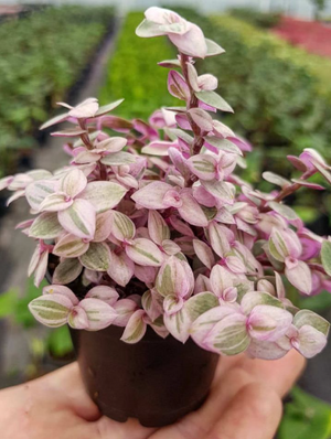 Callisia rosato - Pink Lady or Callisia Pink Panther in 6 cm pot - Cambridge Bee