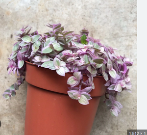 Callisia rosato - Pink Lady or Callisia Pink Panther in 6 cm pot - Cambridge Bee