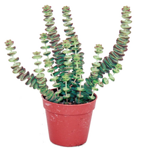 Crassula Hottentot special Jade Necklace Crassula rupestris  Plant Succulent | in 11 cm pot - Cambridge Bee