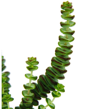 Crassula Hottentot special Jade Necklace Crassula rupestris  Plant Succulent | in 11 cm pot - Cambridge Bee