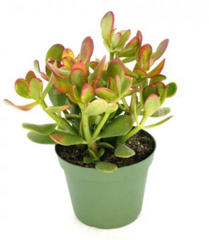 Crassula ovata Sunset- Golden Jade Tree or Hobbit Jade Plant Succulent in 12 cm pot - Cambridge Bee