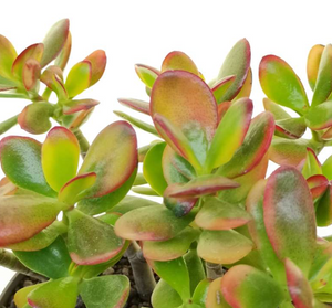 Crassula ovata Sunset- Golden Jade Tree or Hobbit Jade Plant Succulent in 12 cm pot - Cambridge Bee