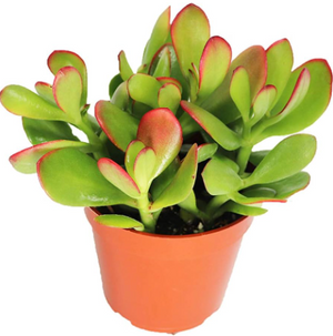 Crassula ovata Sunset- Golden Jade Tree or Hobbit Jade Plant Succulent in 12 cm pot - Cambridge Bee