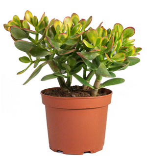 Crassula ovata Sunset- Golden Jade Tree or Hobbit Jade Plant Succulent in 12 cm pot - Cambridge Bee