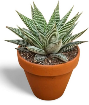 Haworthia spider white in 12 cm pot - Cambridge Bee