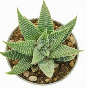 Haworthia spider white in 12 cm pot - Cambridge Bee