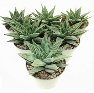 Haworthia spider white in 12 cm pot - Cambridge Bee