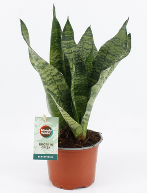 Sansevieria Trifasciata Black Coral in 12 cm pot - Cambridge Bee