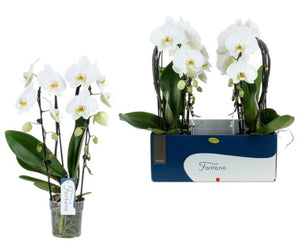 Real Live Phalaenopsis orchid Multi White Cascade  12Ø 45 cm 1-2 stem  flowering plant - Cambridge Bee