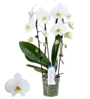 Real Live Phalaenopsis orchid Multi White Cascade  12Ø 45 cm 1-2 stem  flowering plant - Cambridge Bee