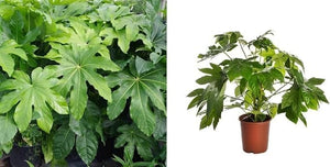 Fatsia Japonica Outdoor Large Castor Oil Plant Hardy Perennial Shrubs Tall Garden Plants Evergreen Foliage Ready to Plant for Pots 1 x 12cmpot - Cambridge Bee