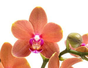 Phalaenopsis Orchid Plant - Orange Blooms Variety Paprika SPECTACULAR BLOOMS - Real Live in 12 cm Pot - Cambridge Bee