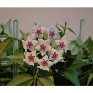 Hoya Bella on trellis - Cambridge Bee