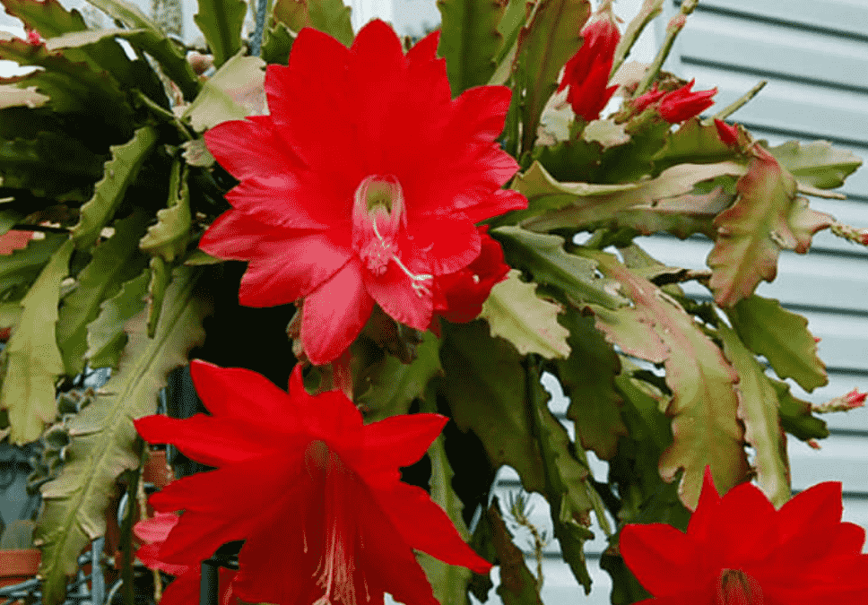 Fishbone cactus – Epiphyllum anguliger - 15cm Hanging Basket