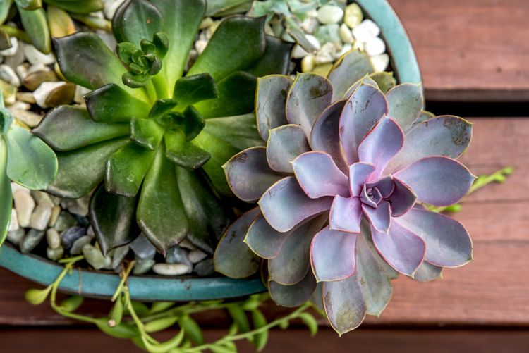 Succulent mix deals