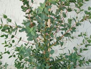 Eucalyptus parvifolia - eucalyptus parvula Tree ⌀17cm ↑50cm - Cambridge Bee