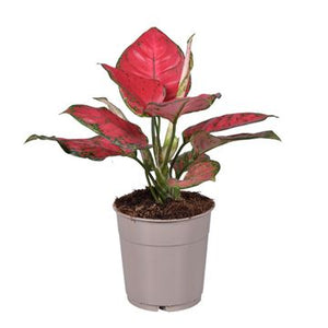 Rare Aglaonema Pink - Chinese Evergreen in 6 cm pot - Cambridge Bee