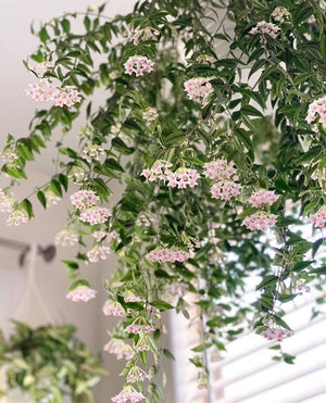 Hoya Bella on trellis - Cambridge Bee