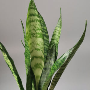 Sansevieria Trifasciata Black Coral in 12 cm pot - Cambridge Bee