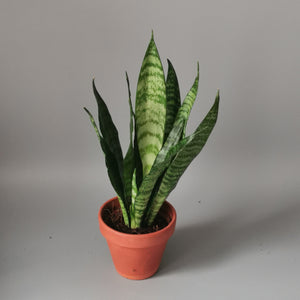 Sansevieria Trifasciata Black Coral in 12 cm pot - Cambridge Bee