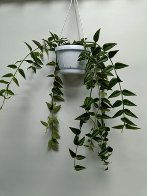 Hoya Bella in hanging pot - Cambridge Bee