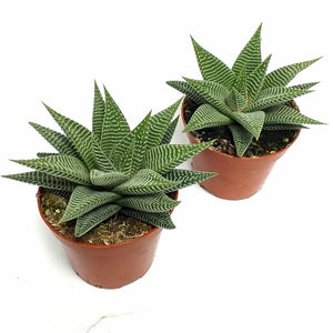 Haworthia spider white in 12 cm pot - Cambridge Bee